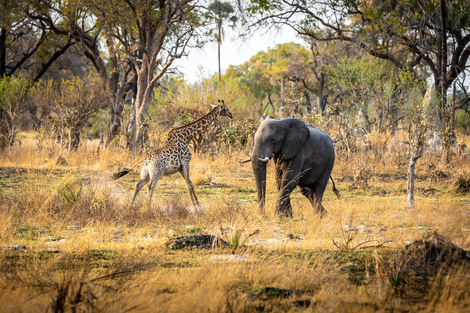 Giraffe meets elephant