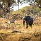 Giraffe meets elephant