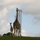 Giraffe mit 2 Köpfen und 8 Beinen?