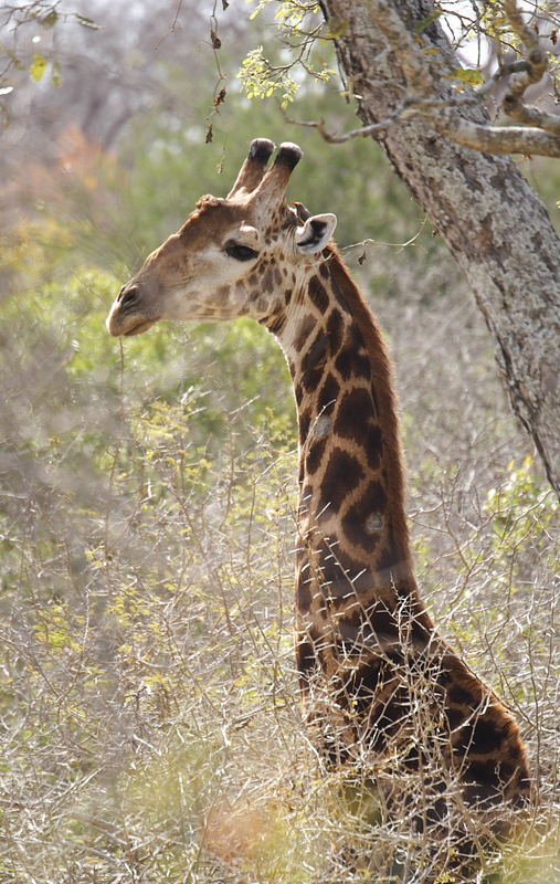 Giraffe mit Begleitung