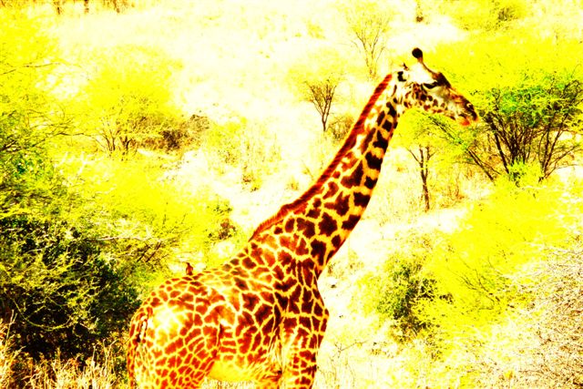 Giraffe mit Begleitung