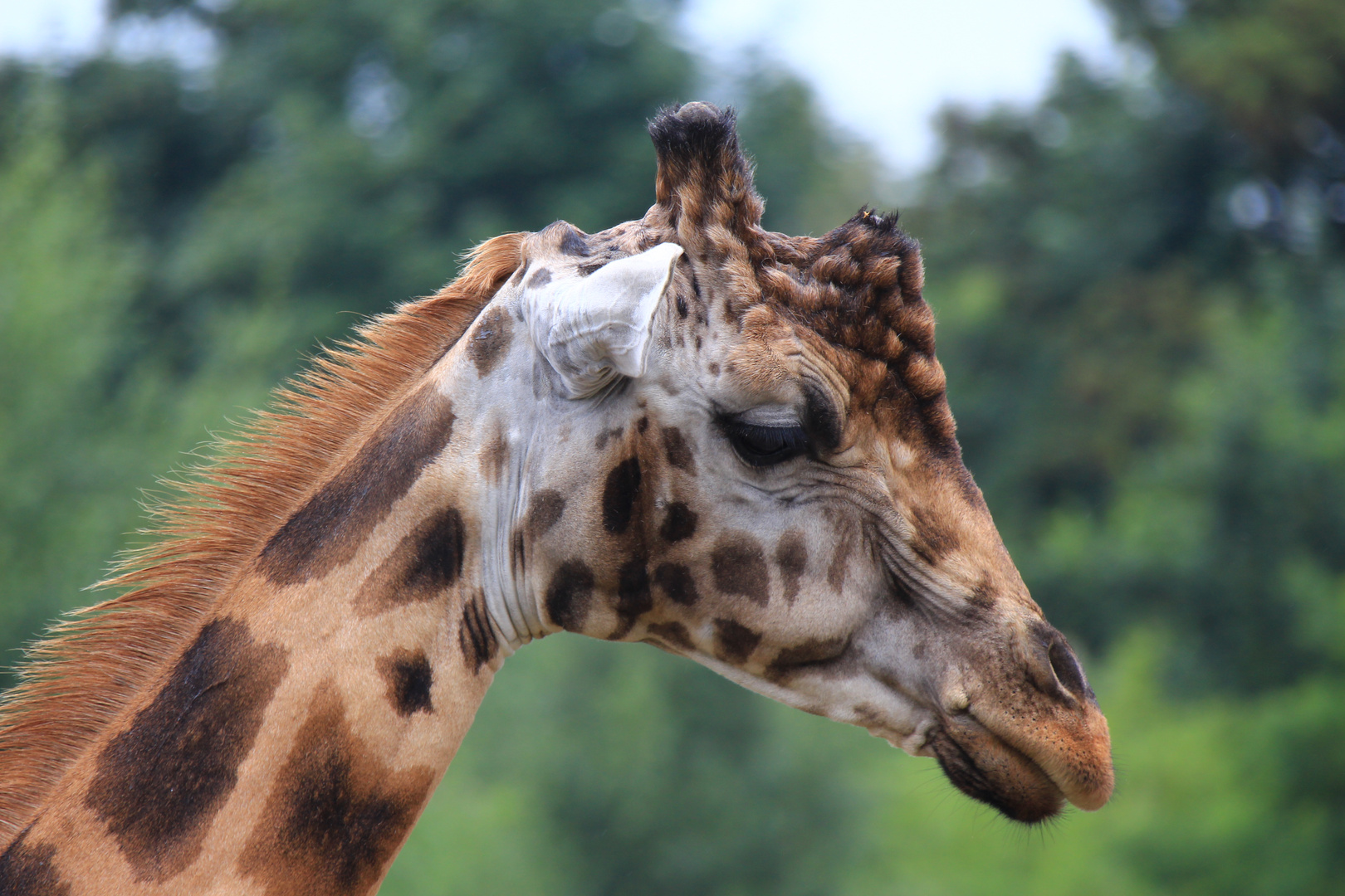 Giraffe mit Charakter