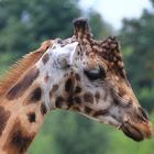 Giraffe mit Charakter