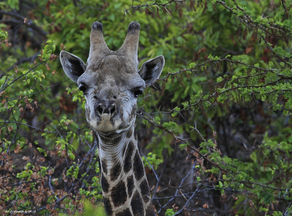 Giraffe mit Doppelkinn....