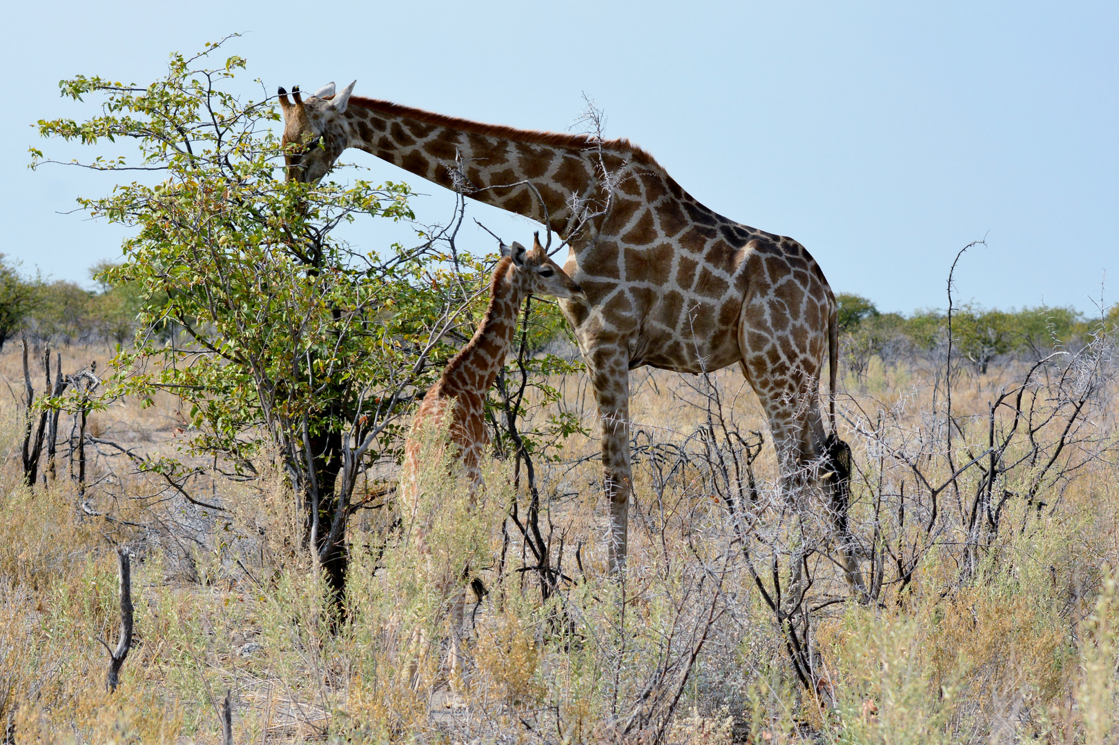 Giraffe mit einem Jungen