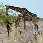 Giraffe mit einem Jungen