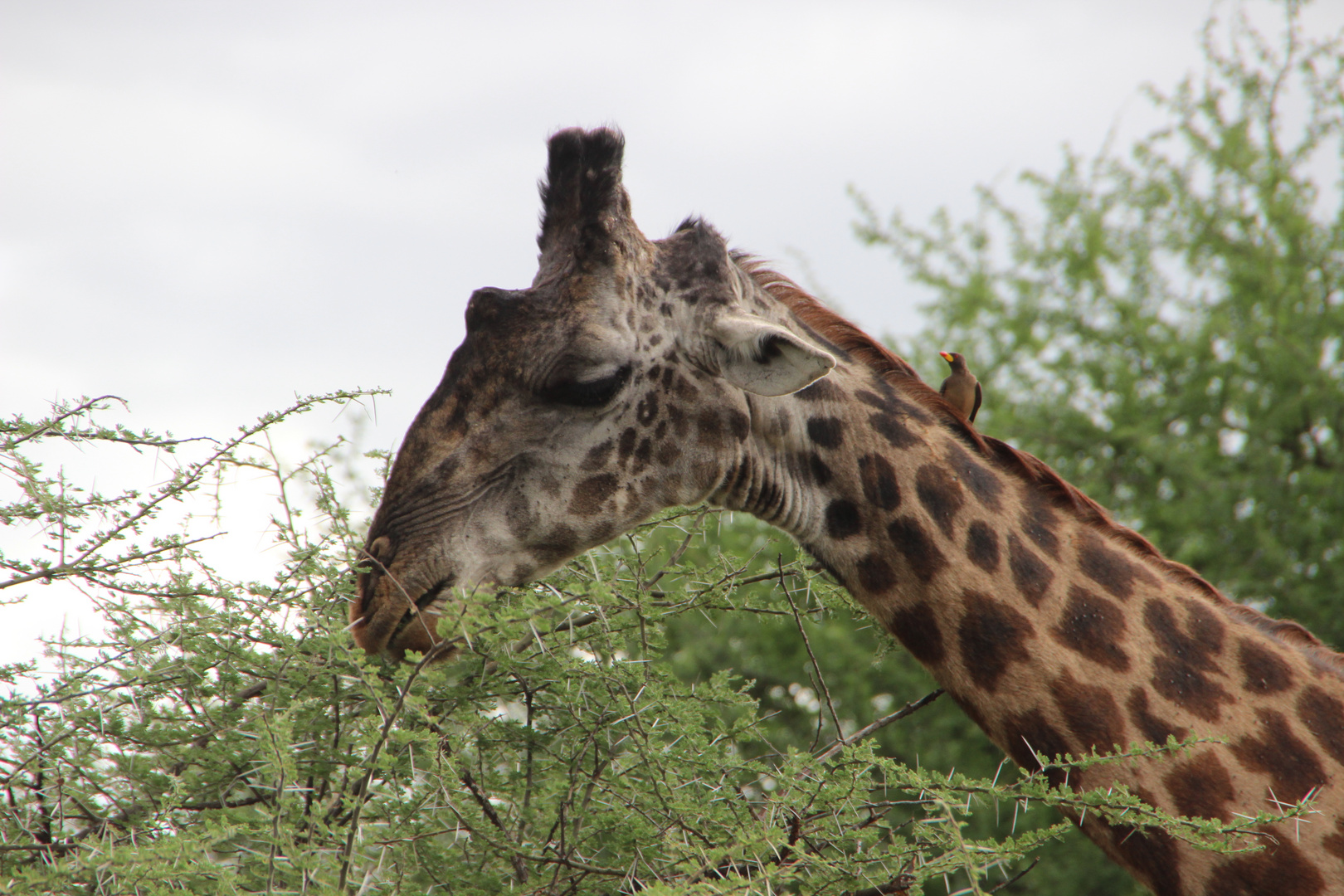 Giraffe mit Gelbschnabel-Madenhacker