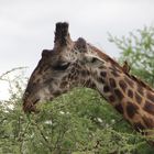 Giraffe mit Gelbschnabel-Madenhacker