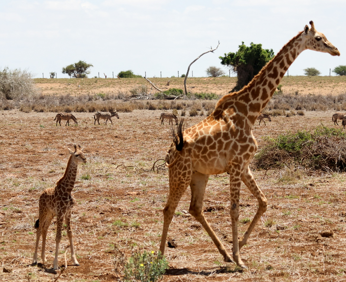 Giraffe mit Jungem