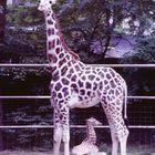 Giraffe mit Jungem im Kölner Zoo (1985)