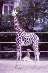 Giraffe mit Jungem im Kölner Zoo (1985)