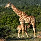 Giraffe mit Jungtier