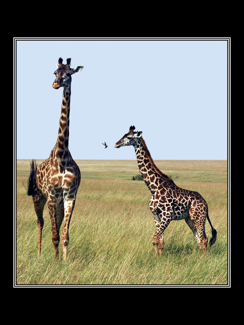 Giraffe mit Jungtier