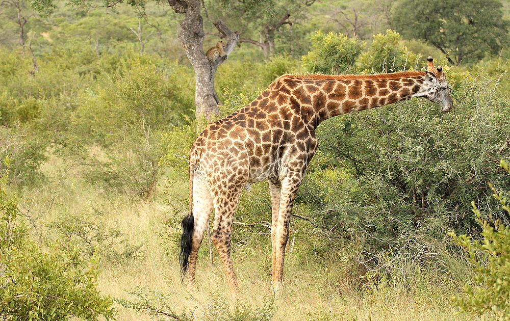 giraffe mit katze