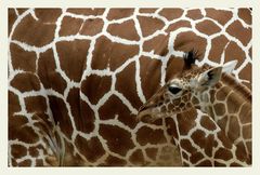 giraffe mit kind