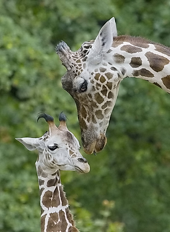 Giraffe mit Kind