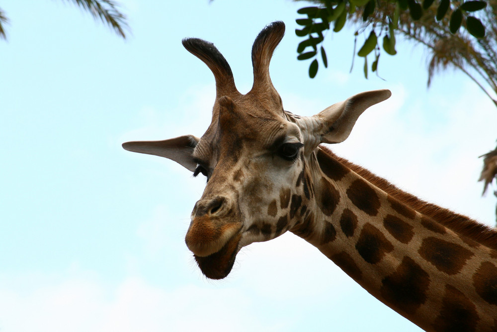 Giraffe mit langen Ohren