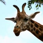 Giraffe mit langen Ohren