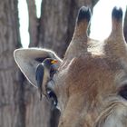 Giraffe mit Madenhacker - Moremi