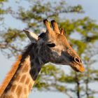 Giraffe mit Madenpicker