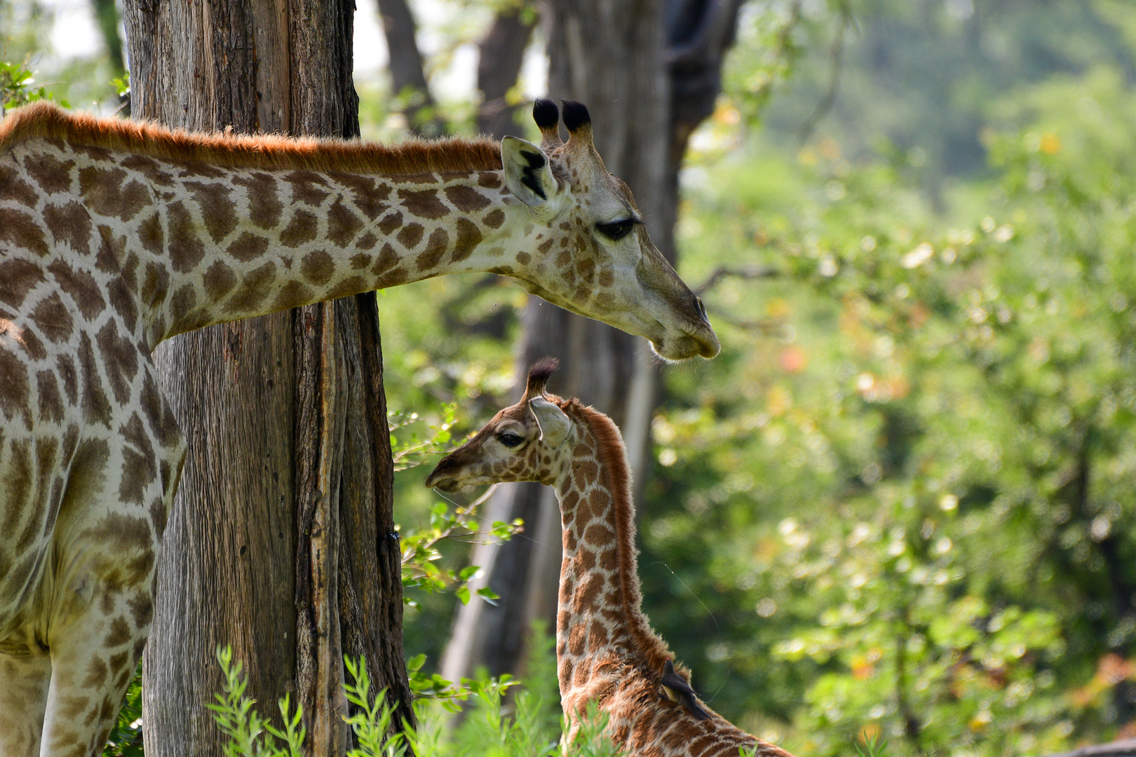 Giraffe mit Nachwuchs