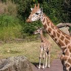 Giraffe mit Nachwuchs