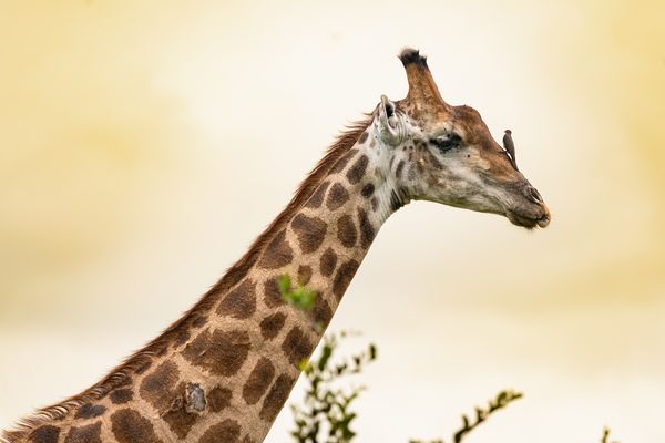 Giraffe mit Nasenschmuck