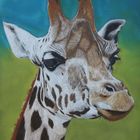 Giraffe - mit Pastellkreide gezeichnet