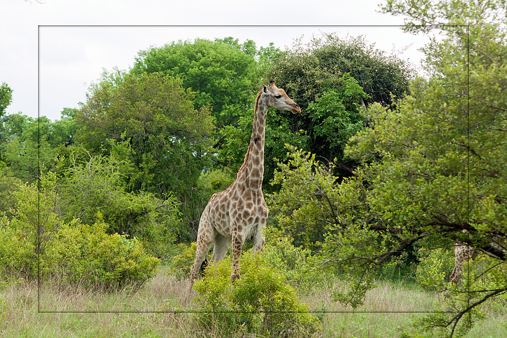 Giraffe mit Rotschnabel-Madenhacker am Hals