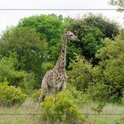 Giraffe mit Rotschnabel-Madenhacker am Hals