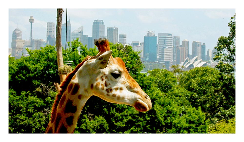 Giraffe mit Skyline