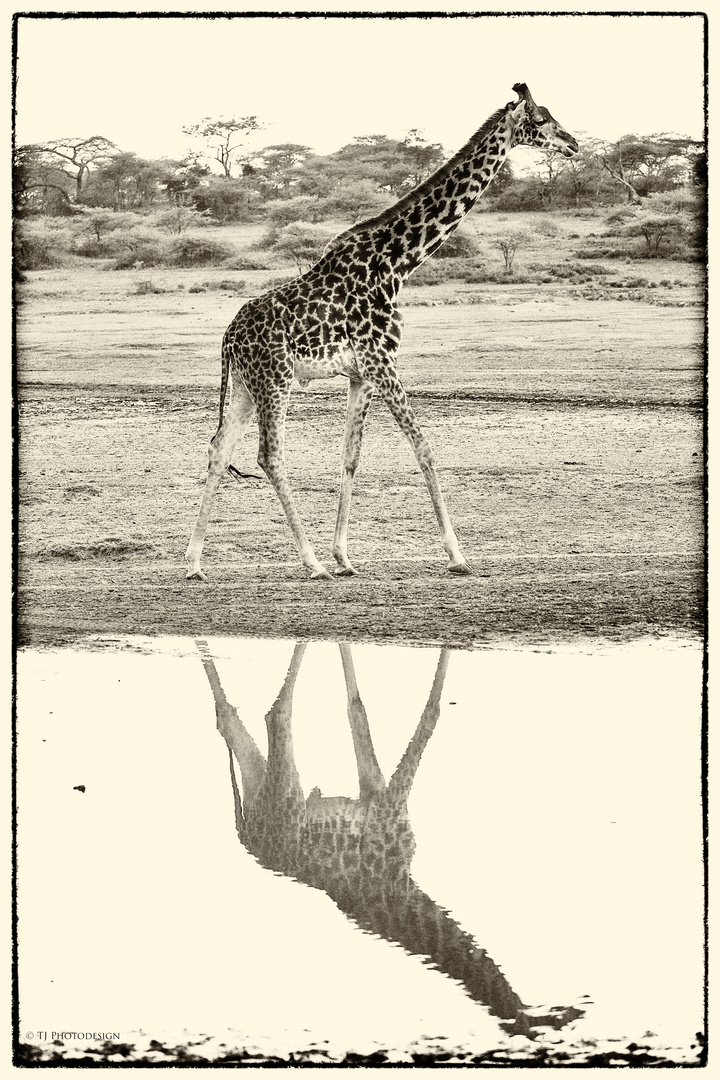 Giraffe mit Spiegelung