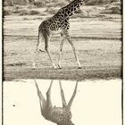 Giraffe mit Spiegelung