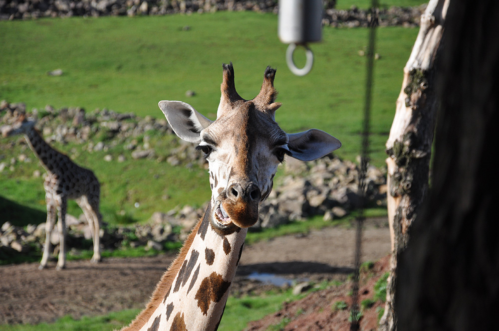 Giraffe mit total scheelem Blick