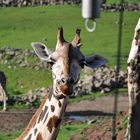 Giraffe mit total scheelem Blick