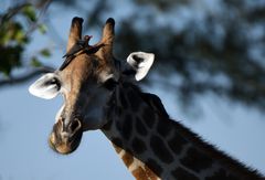 Giraffe mit Vogel