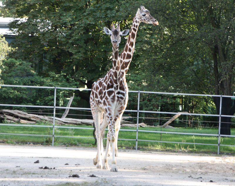 Giraffe mit zwei Köpfen