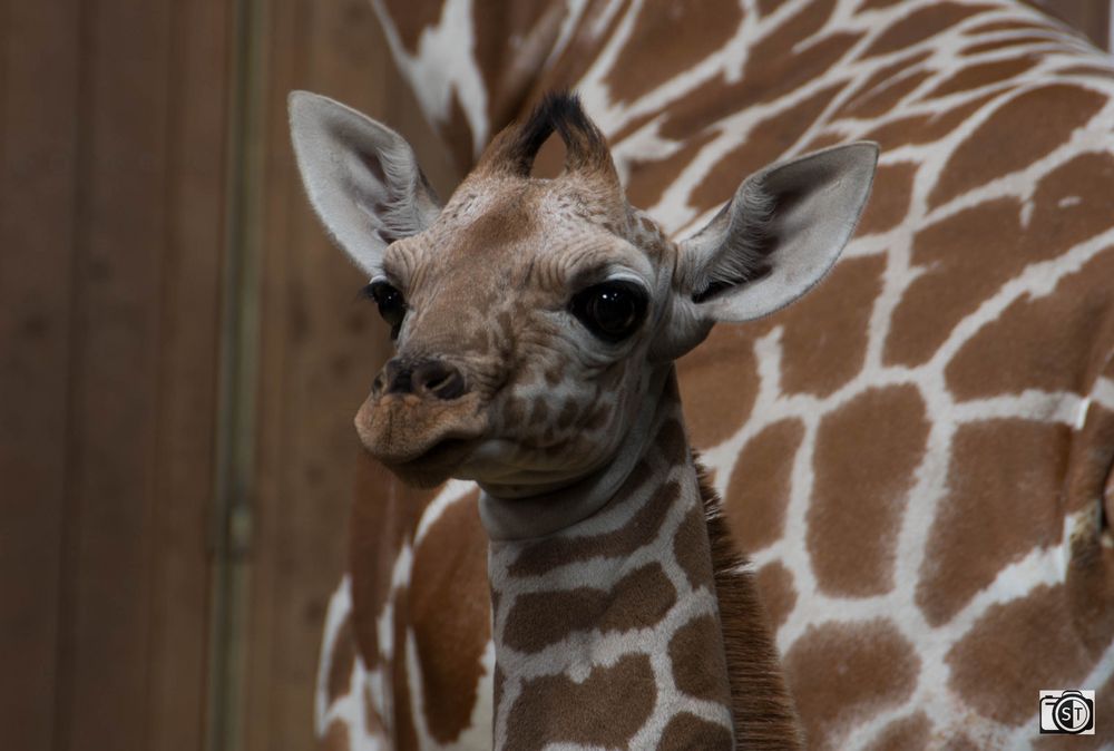 Giraffe Mkali