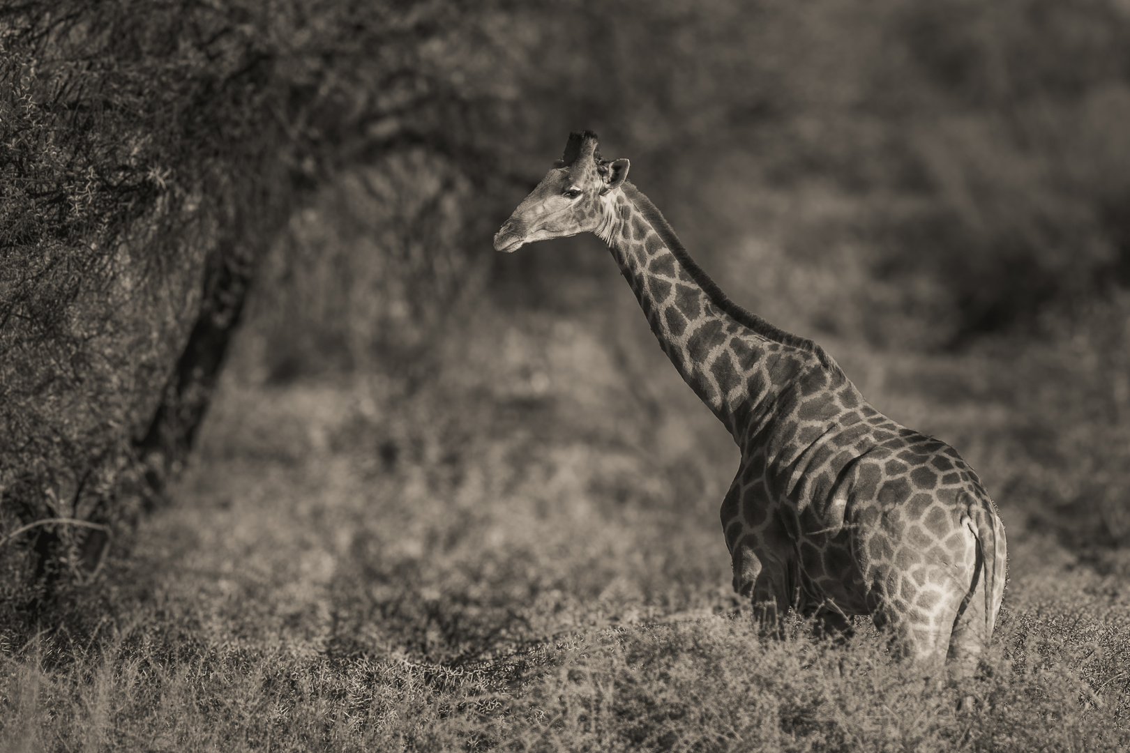 Giraffe morning game drive