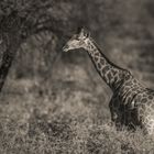 Giraffe morning game drive