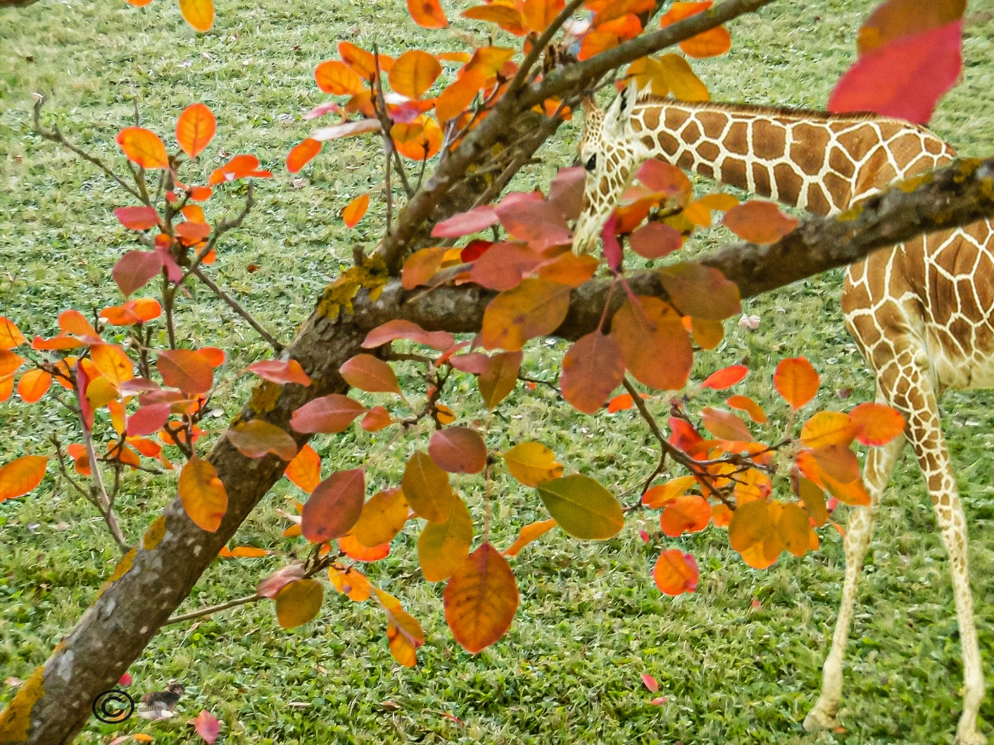Giraffe "Muss doch mal diese Art von Blättern probieren"