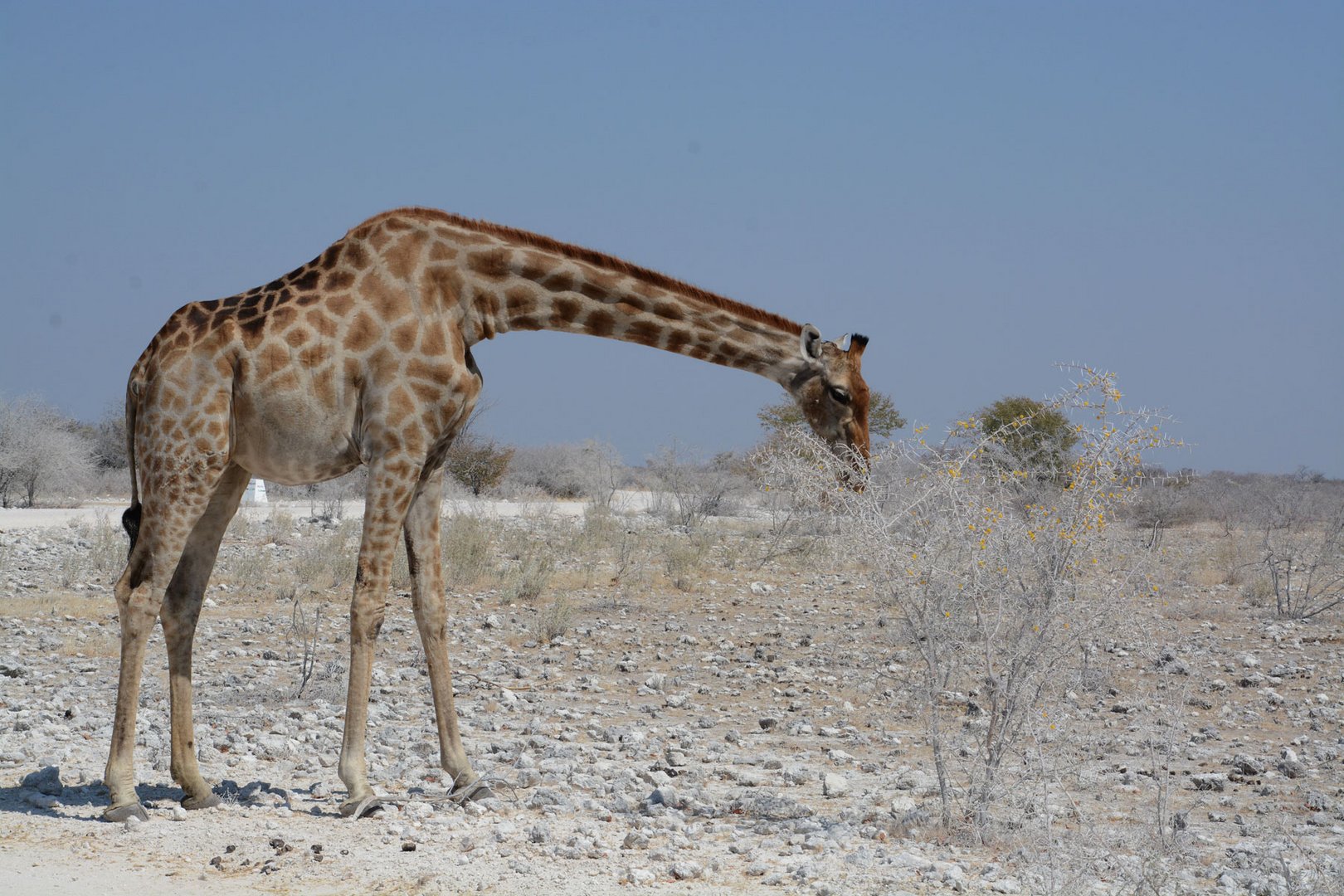 Giraffe nascht kleine gelbe Blüten