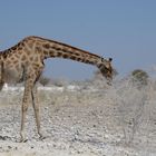 Giraffe nascht kleine gelbe Blüten