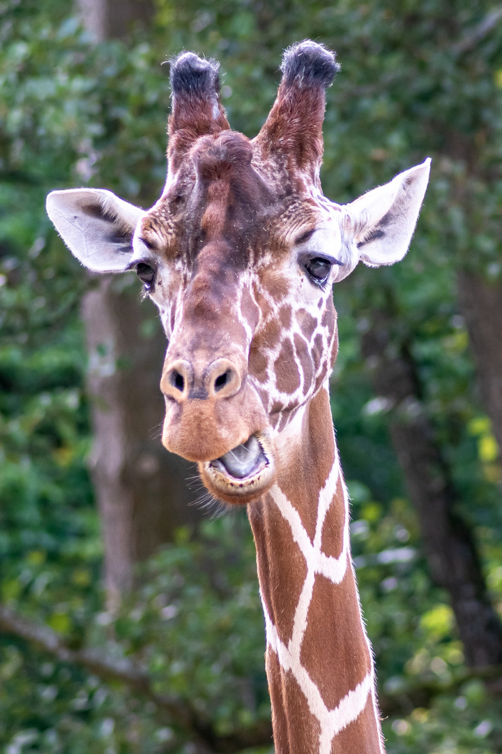 Giraffe Netz (Zootiere)