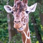 Giraffe Netz (Zootiere)