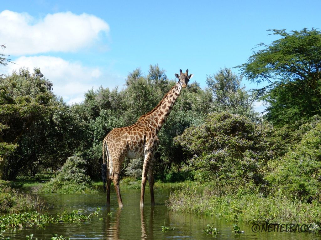 Giraffe nimmt ein Fußbad