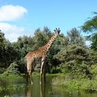 Giraffe nimmt ein Fußbad