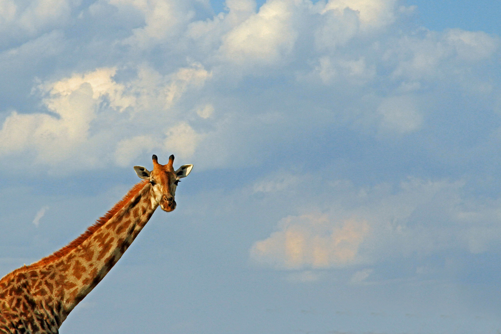 Giraffe, Nxai Pan, Botswana