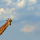 Giraffe, Nxai Pan, Botswana