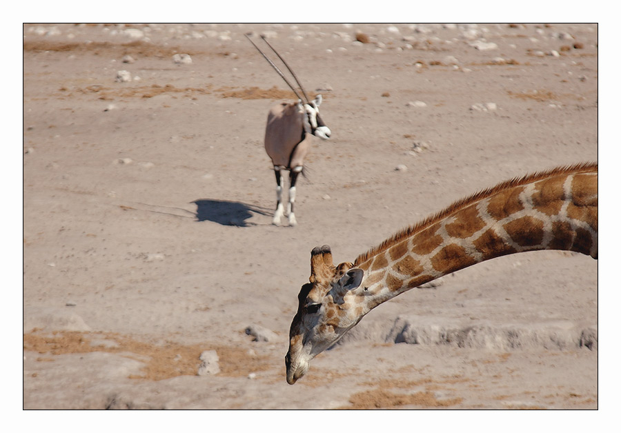 Giraffe oder Oryx?